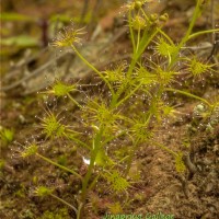 Drosera lunata Buch.-Ham. ex DC.